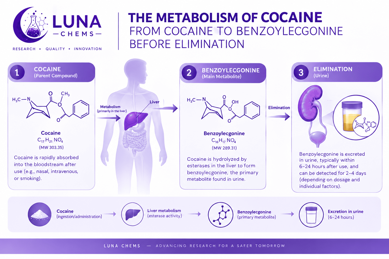Diagram showing cocaine being converted into the metabolite benzoylecgonine