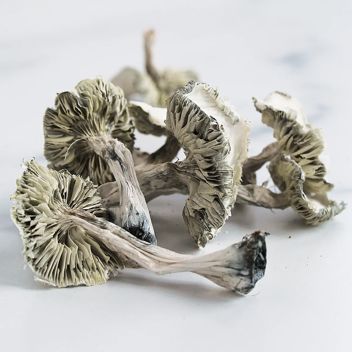 Magic-Mushrooms.webp Magic Mushrooms kaufen - Image 1